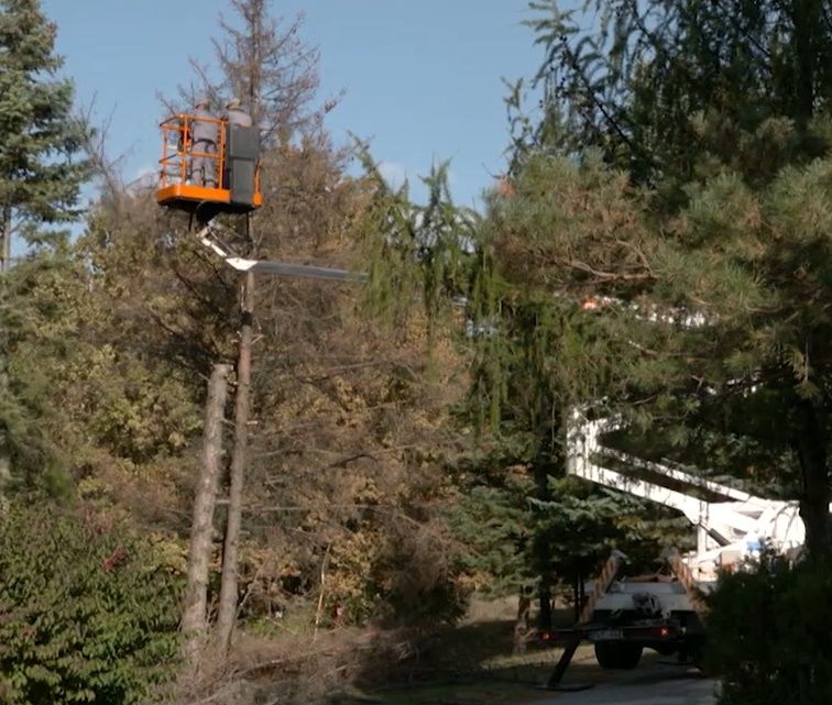 Servicii de tăiere a copacilor, crengilor uscate! foto 8