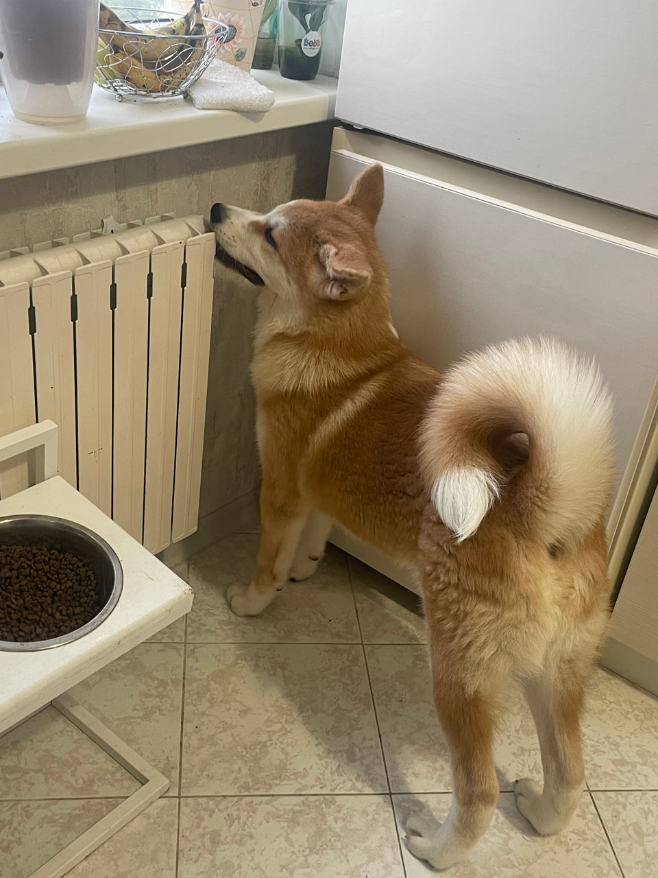 Akita inu - mascul / Акита ину - мальчик  фото 5
