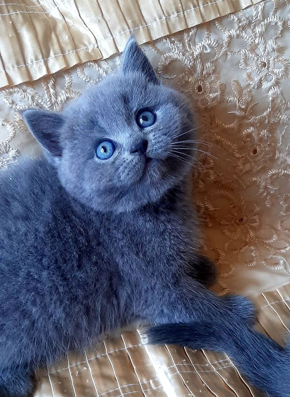 Шотландские котята.