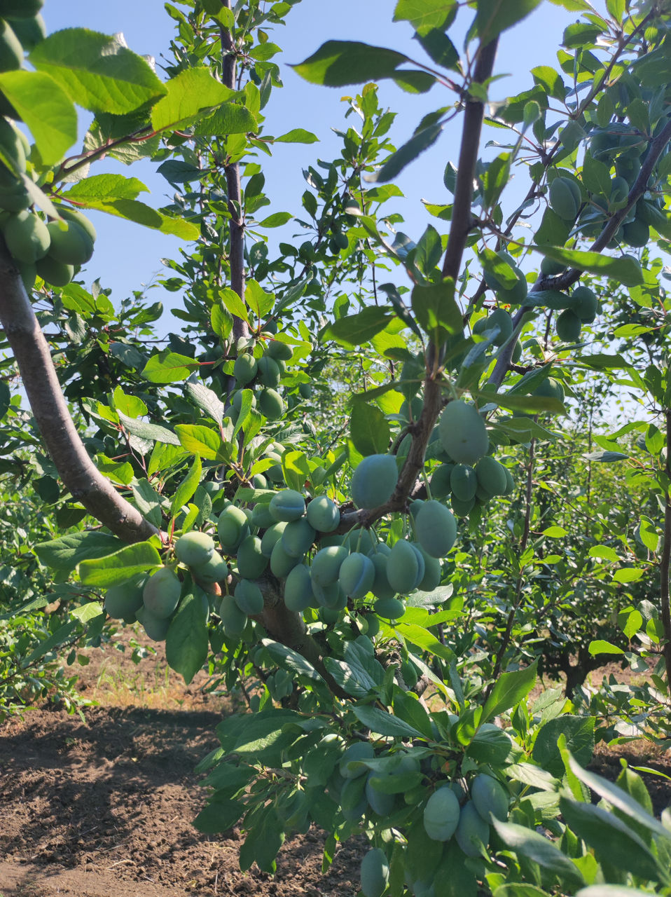 Prune proaspete foto 0