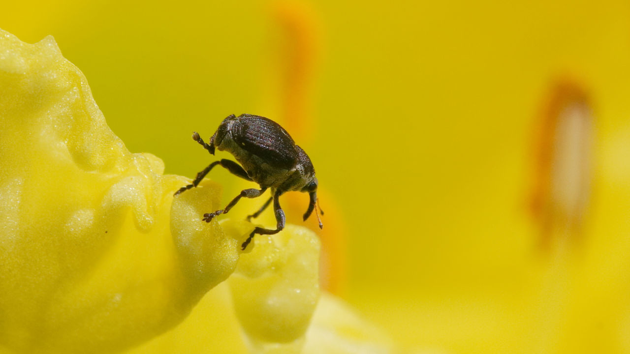 Sigma 150mm f/2.8 EX DG APO HSM Macro (Canon) фото 2