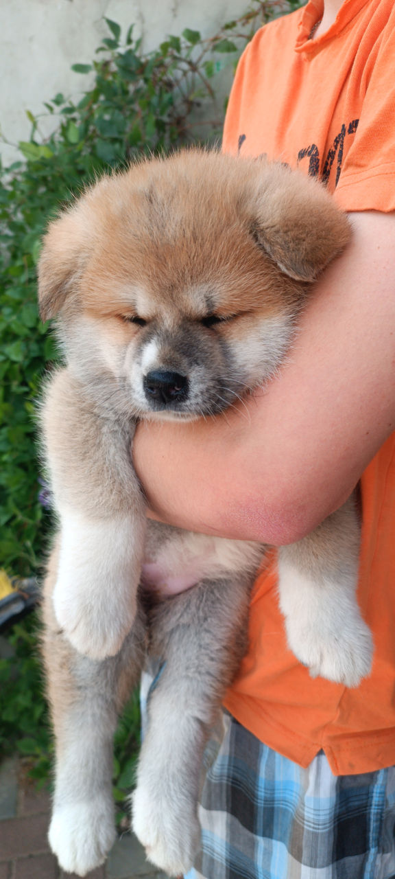 Akita  foto 6
