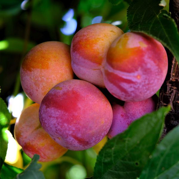 Plum October Sun, Angelino./ Слива Октобер Сан, Анжелино.