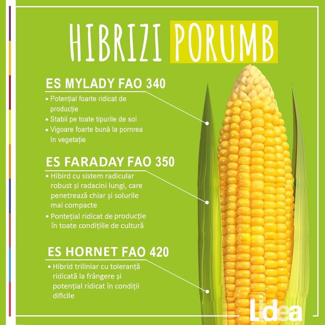 Hibrizi de porumb Franța foto 3