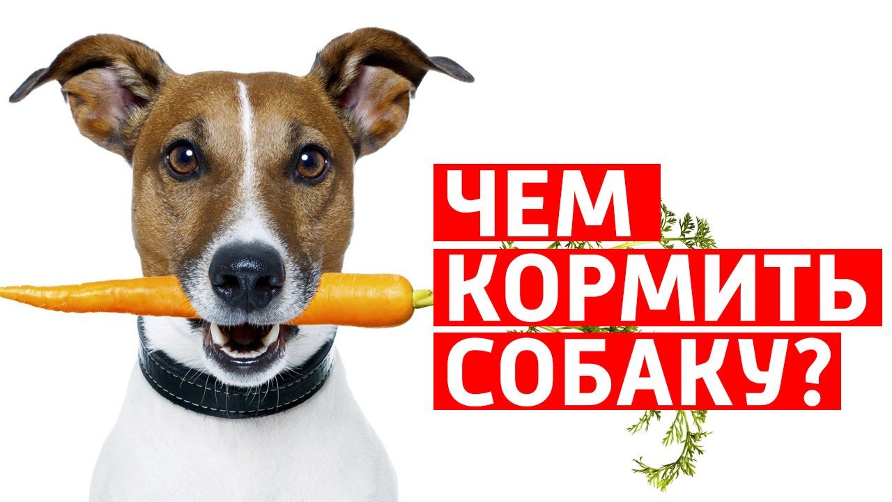 Говяжьи обрезки для кормления собак. Бесплатная доставка.  Viber WhatsApp Telegram. foto 4