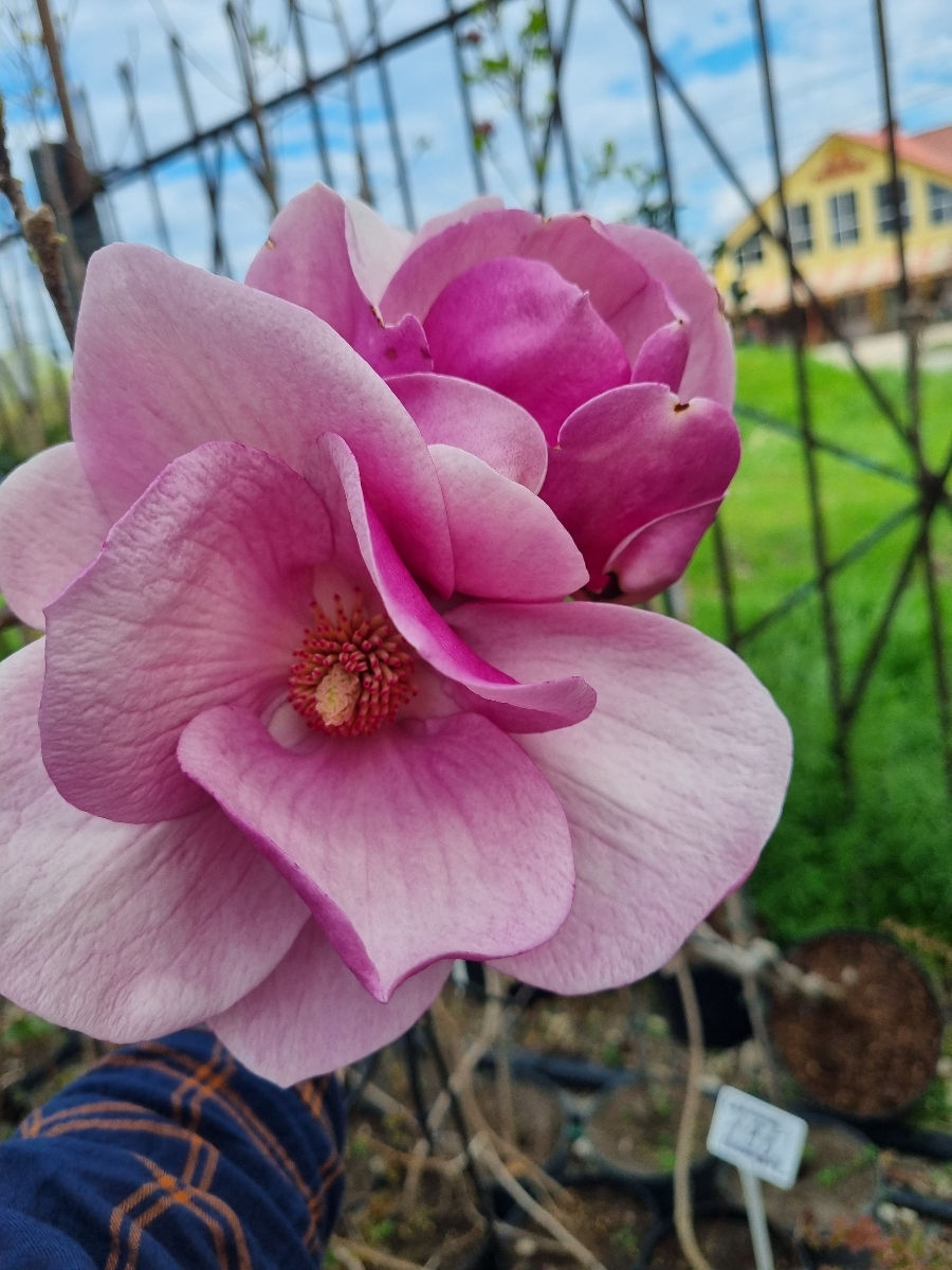Magnolia foto 2