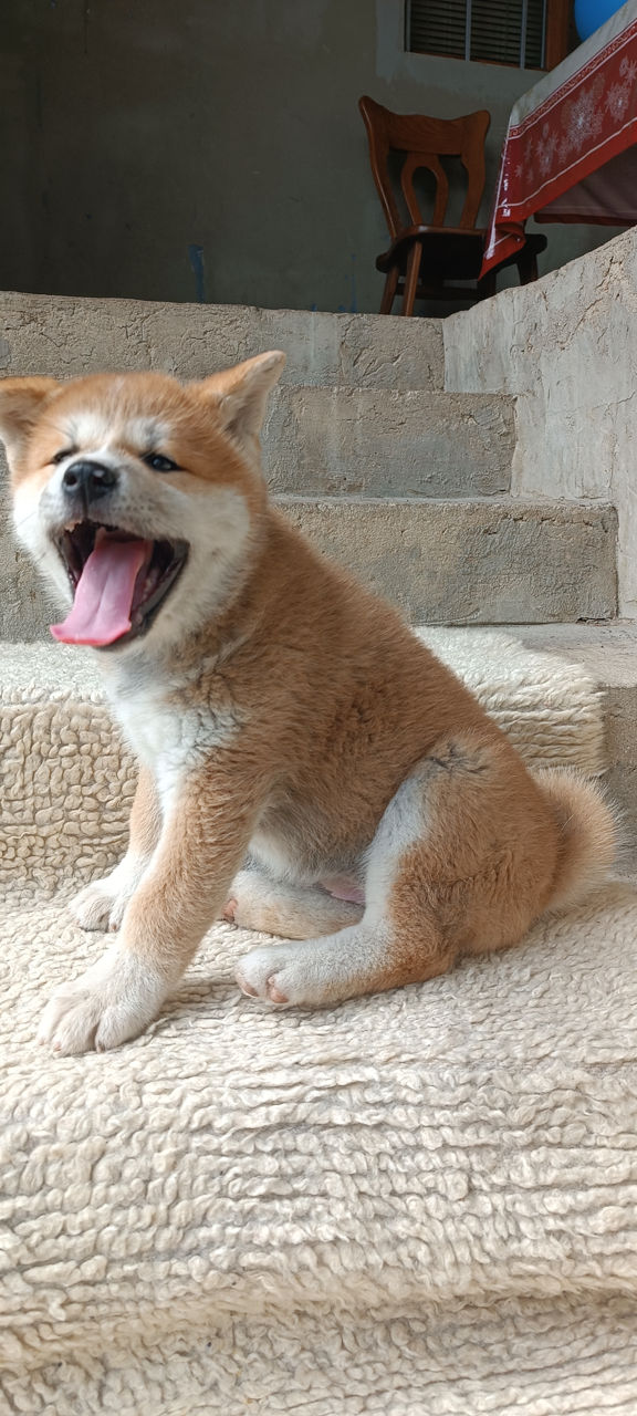 Akita  foto 9