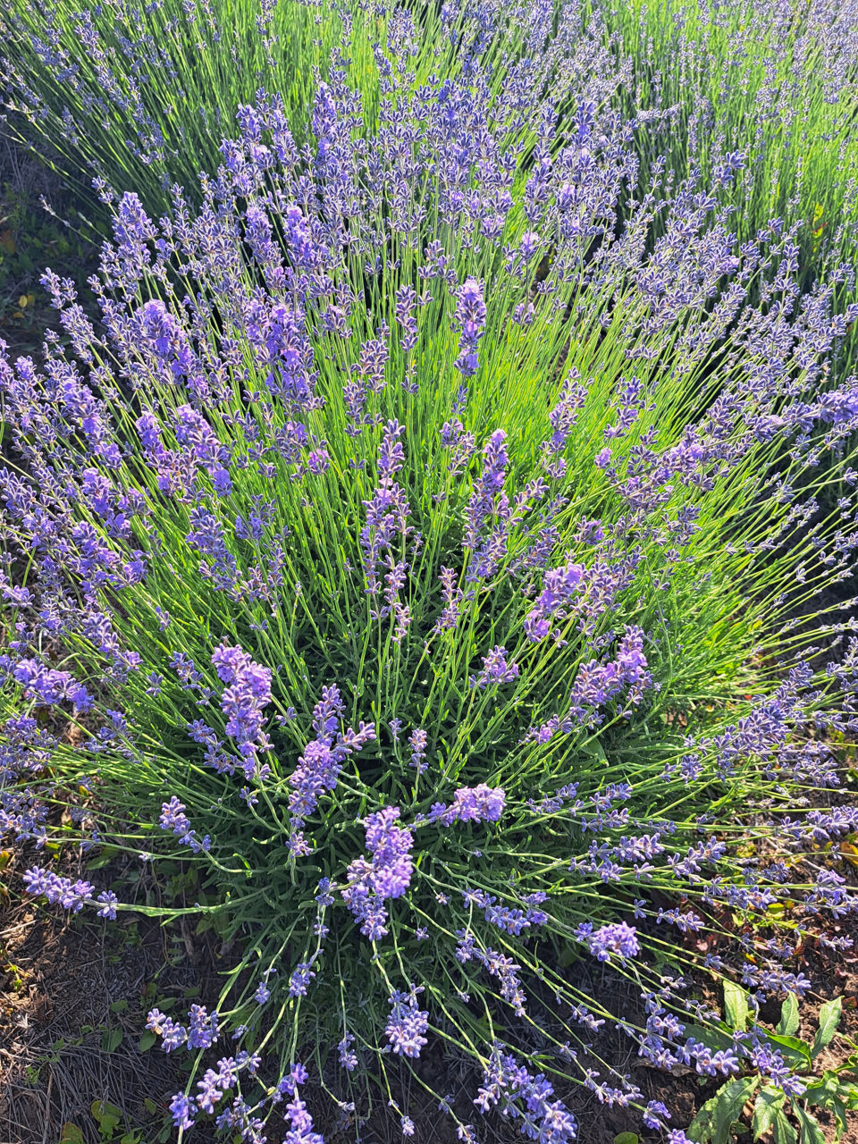 Lavanda foto 3