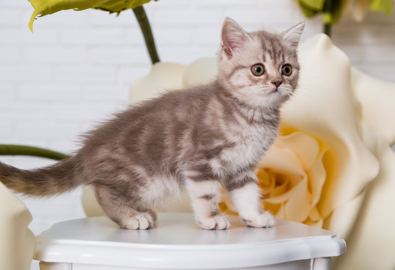 Окрас Шотландских Кошек Прямоухих Фото И Названия