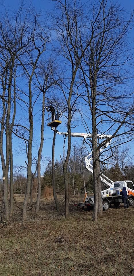 Tăierea copacilor înclinați sau deteriorați- cu masini si echipamente speciale .Calitatea garantată foto 0