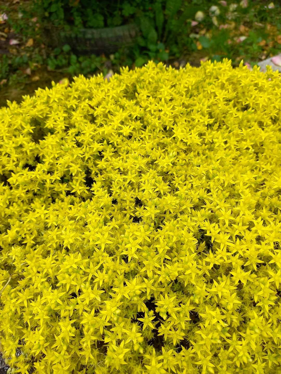 suculente de gradina si alte flori foto 0