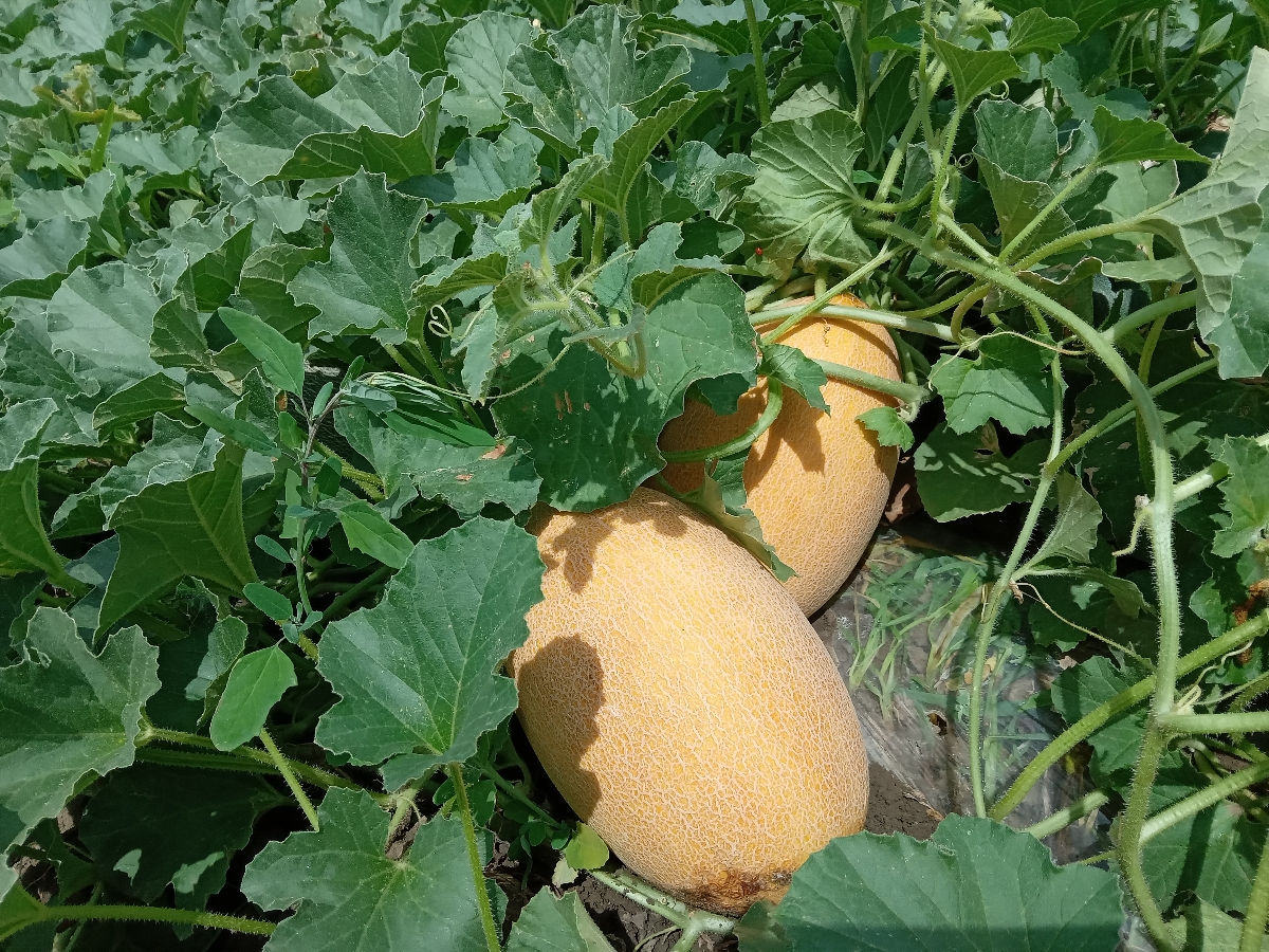 Pepene galben si rosu zamos foto 1