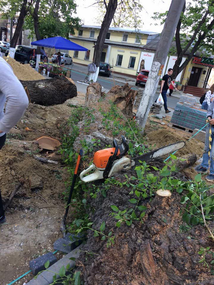 Eliminarea de urgenta, a copacilor uscati si avariati foto 0