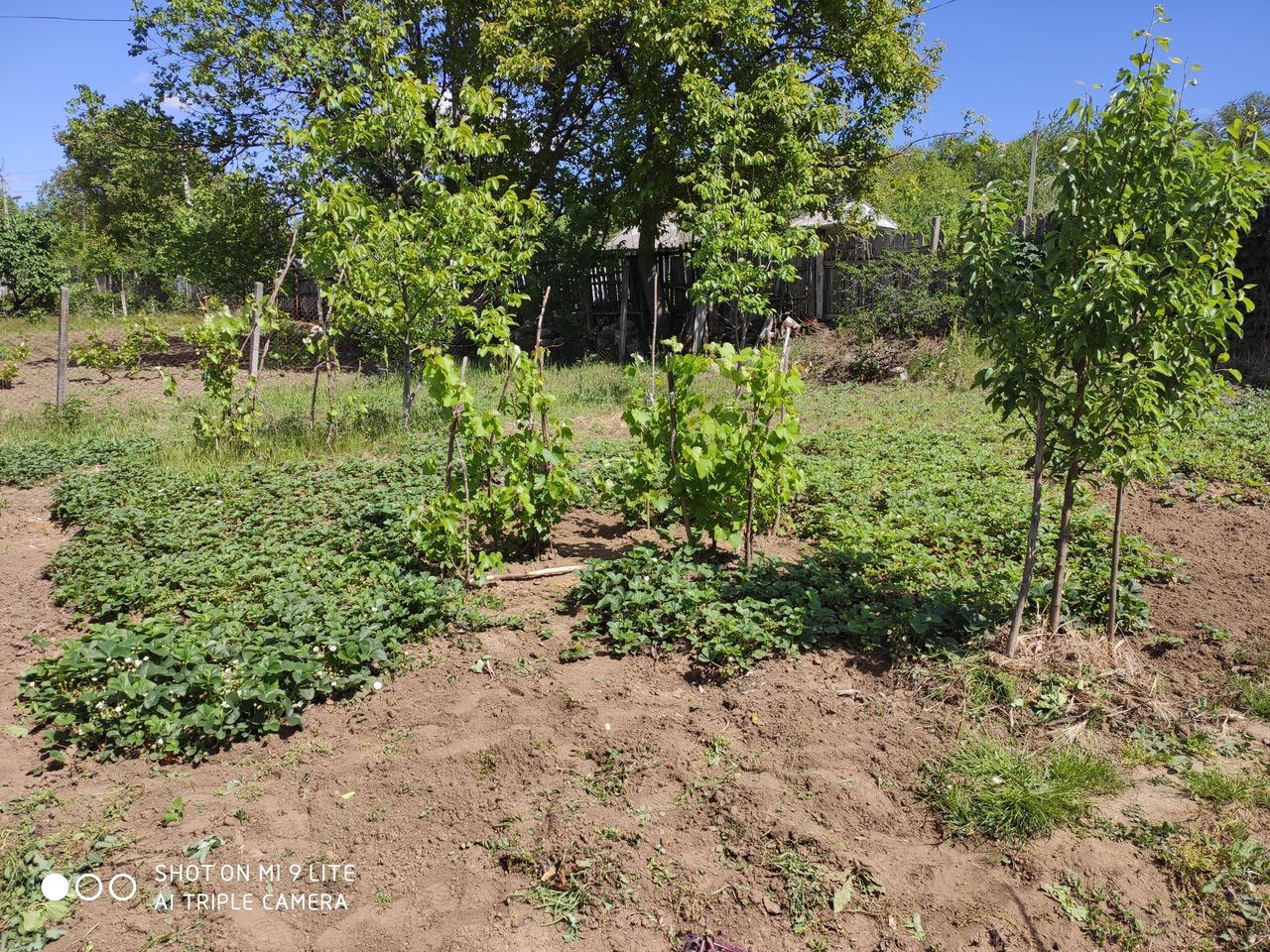 Curat la vila. Gradina si amenajarea фото 0