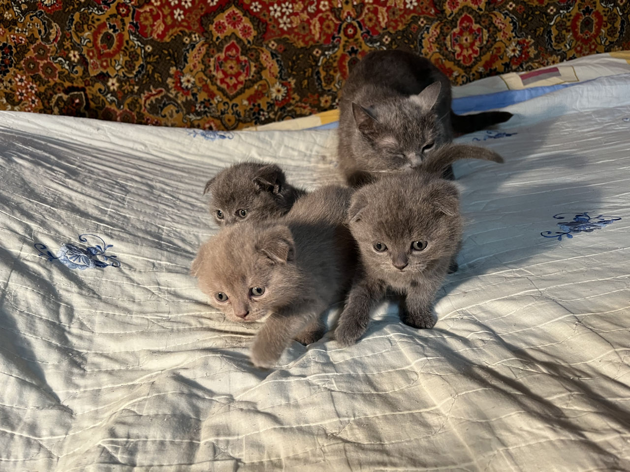 Рождение Вислоухих Котят Фото