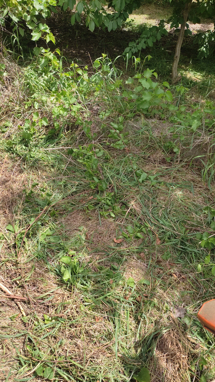 Ofer  servicii    cosit  iarba, puieți de vișin  cu motocoasa foto 5