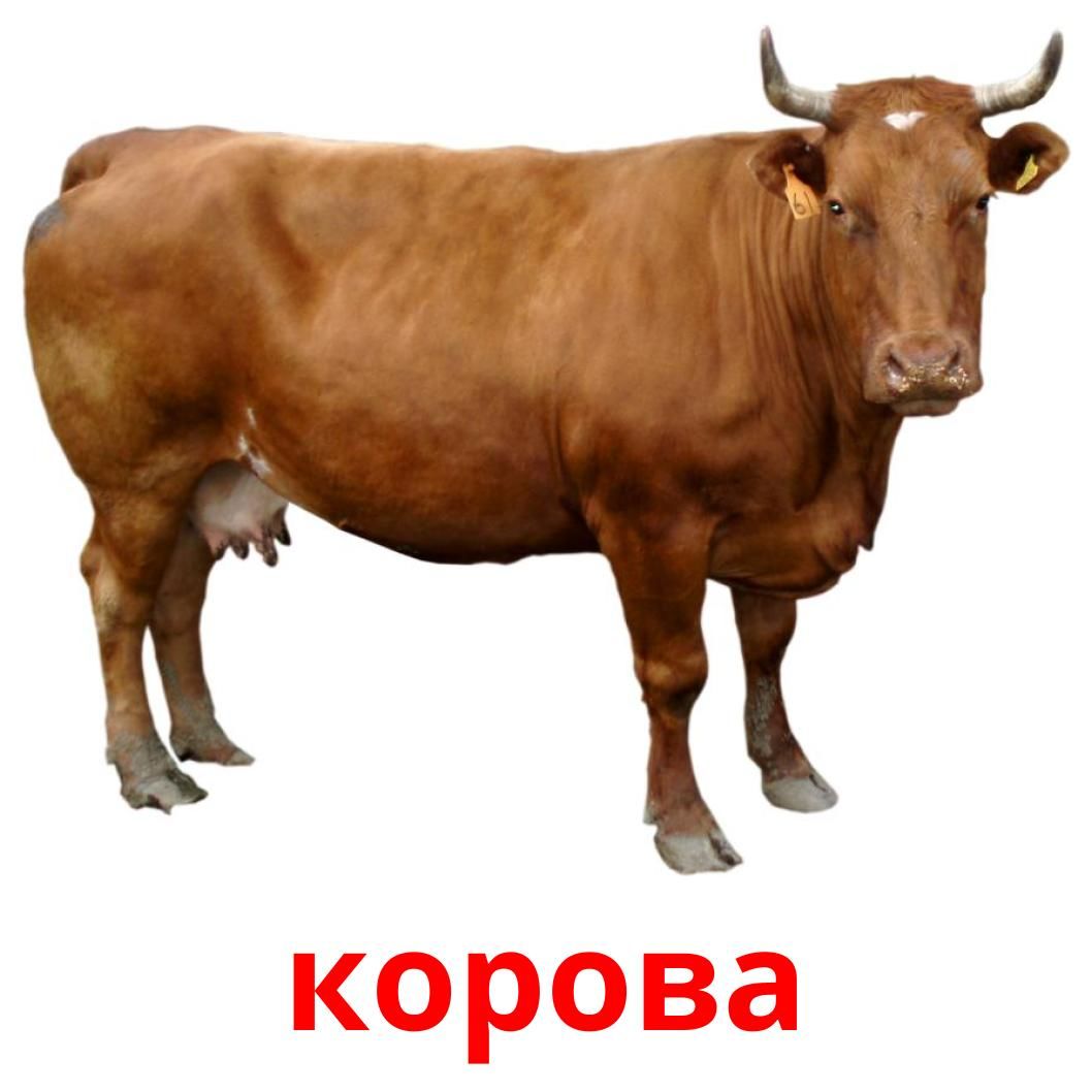 Cumpăr bovine foto 3