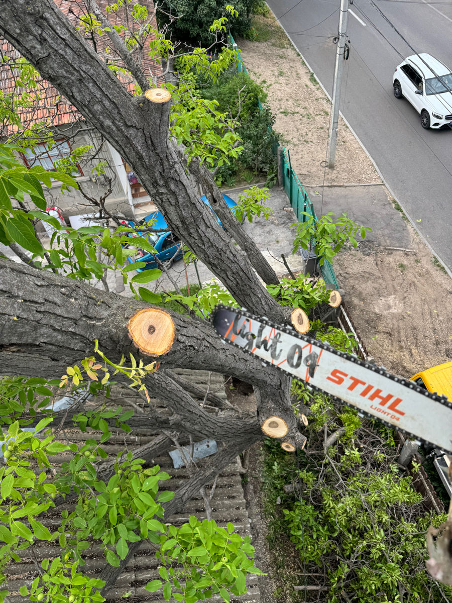 Спил деревьев с автовышки любой сложности. foto 2