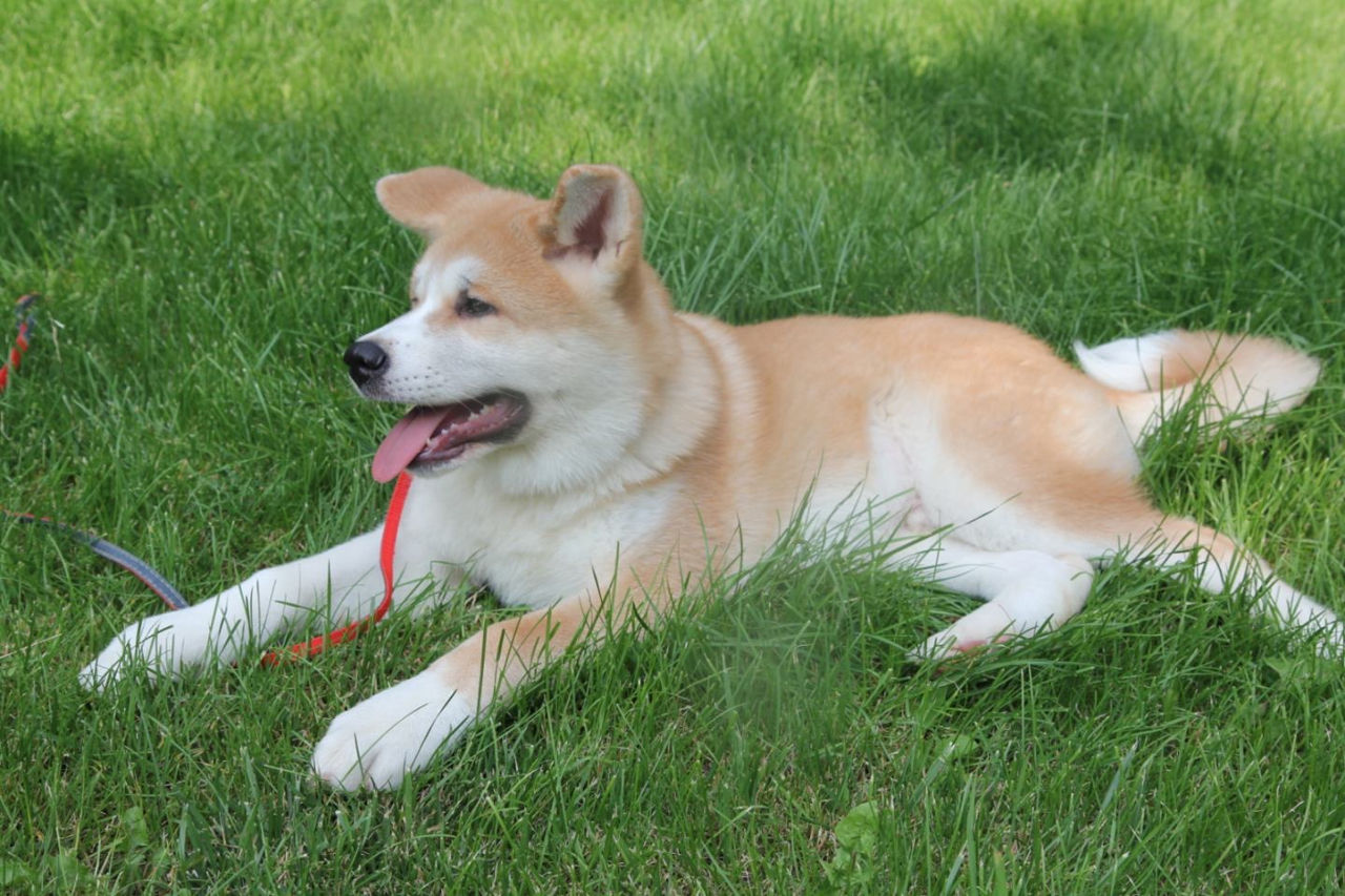 Akita inu - mascul / Акита ину - мальчик  фото 0