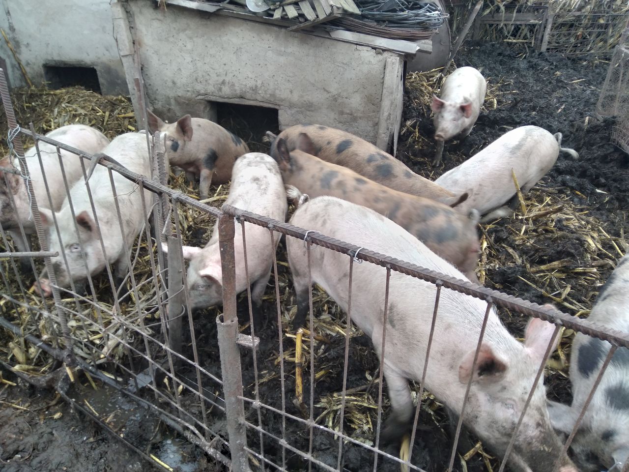 Свиньи на продажу!