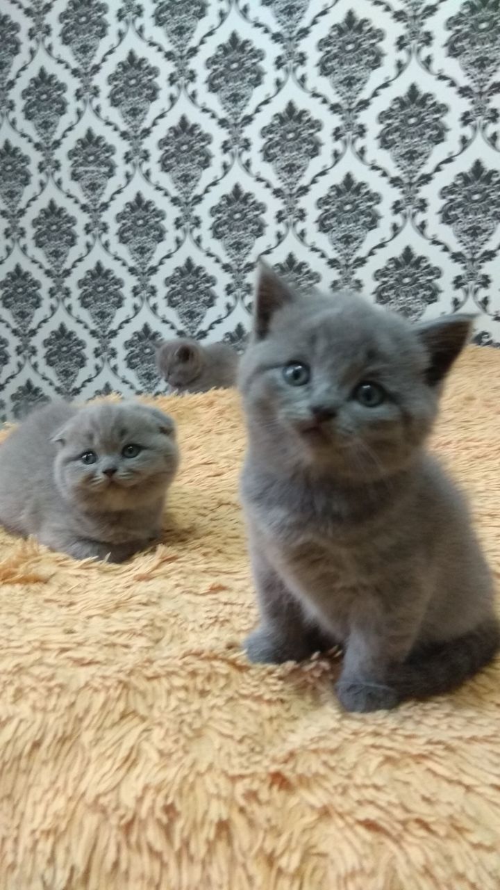 Шотландские вислоухие и прямоухие котята мальчики и девочки!