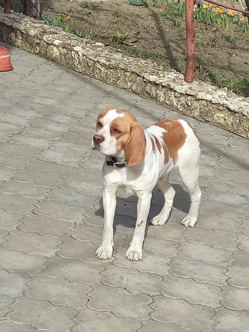 Beagle bicolor