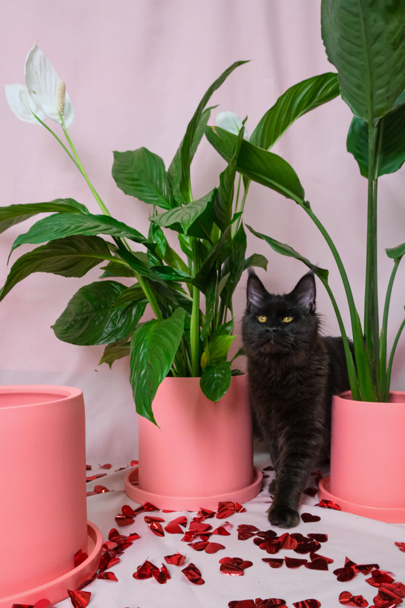 Pisoi gigant mein coon de vânzare.Продаются котята породы мейн кун foto 2