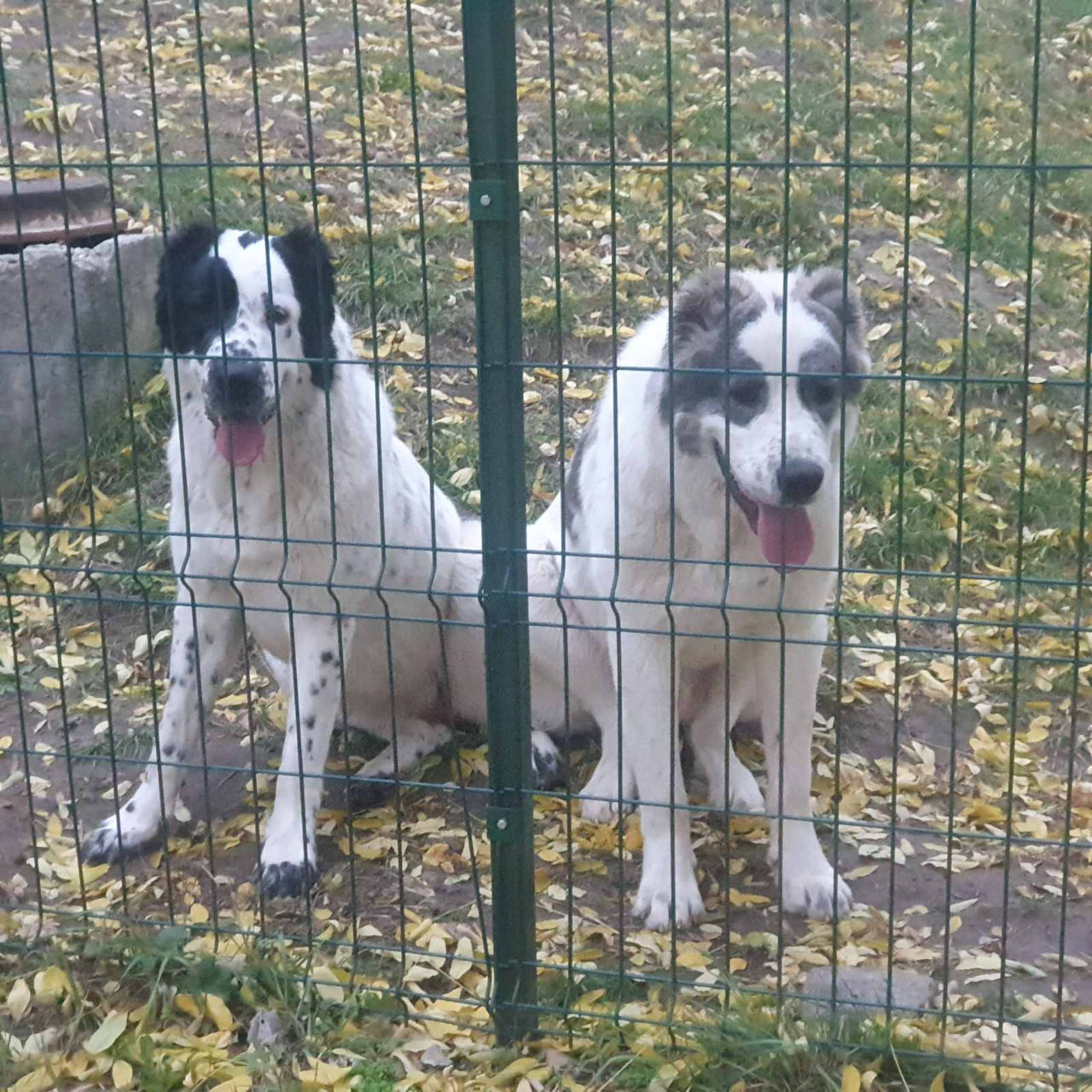 Щенки среднеазиатской овчарки САО (алабай) foto 4