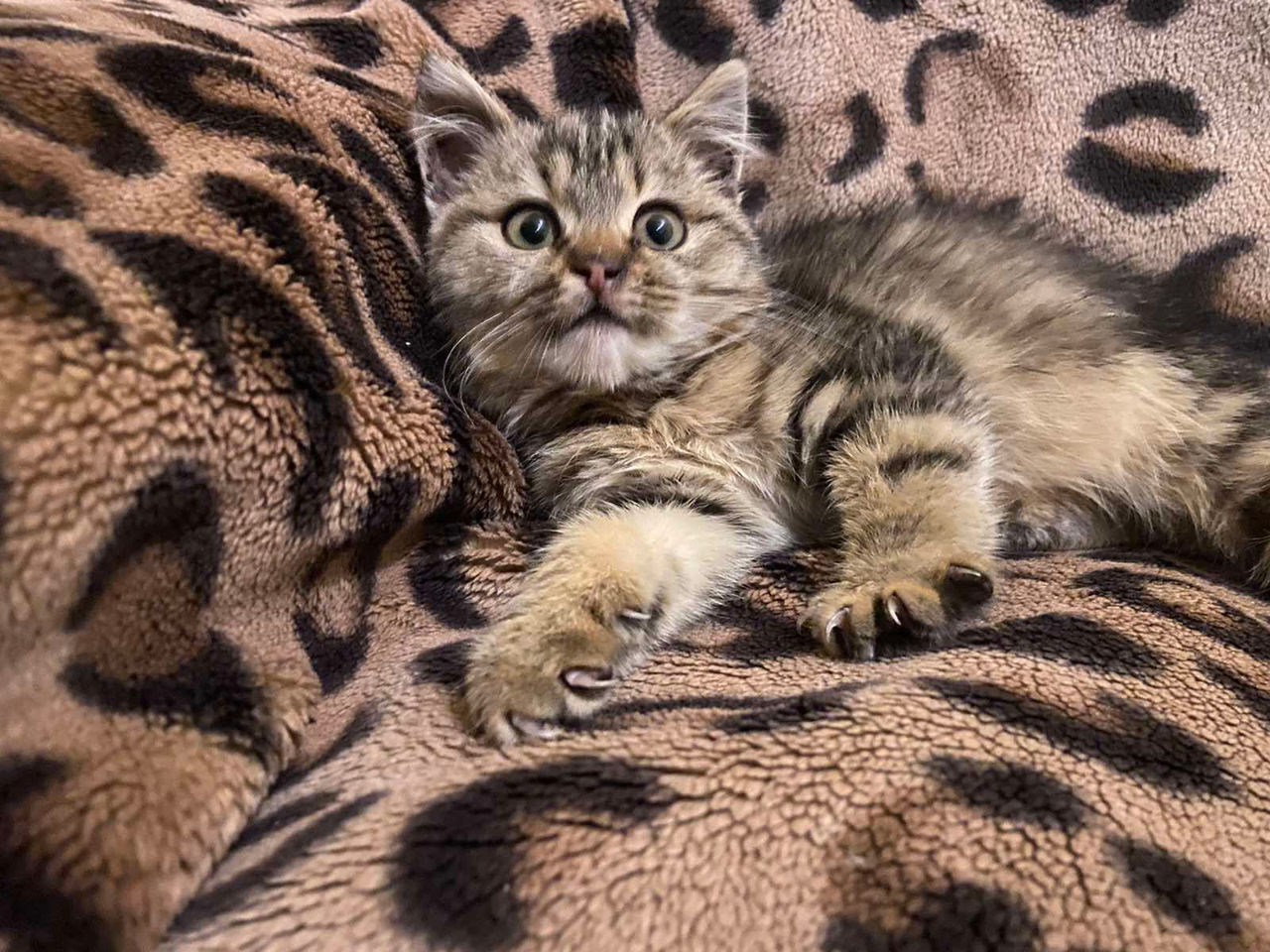 Подарим котёнка ответственным людям