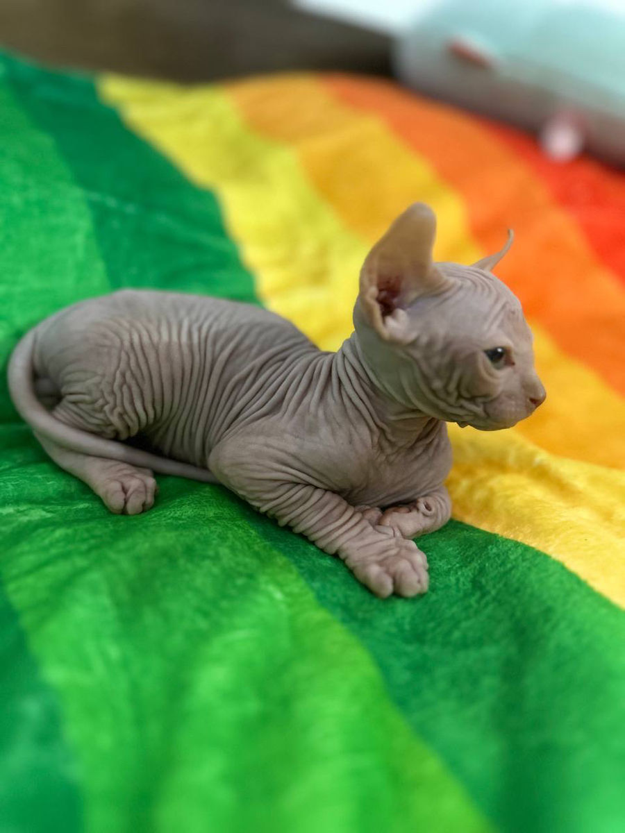 Котёнок Sphynx Elf фото 0