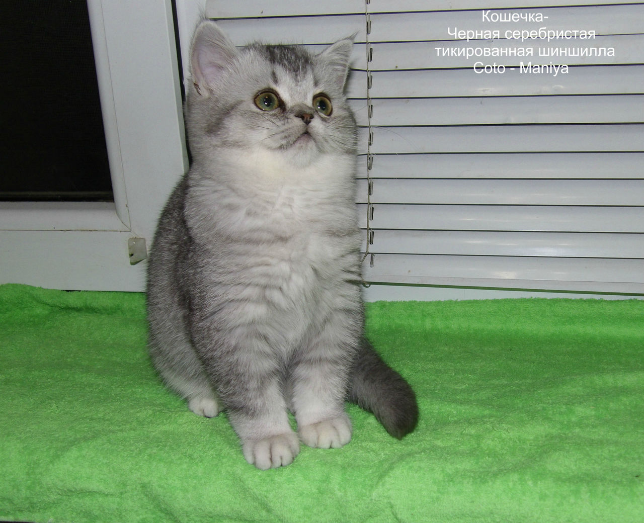 Окрас Кошек Шиншилла Фото