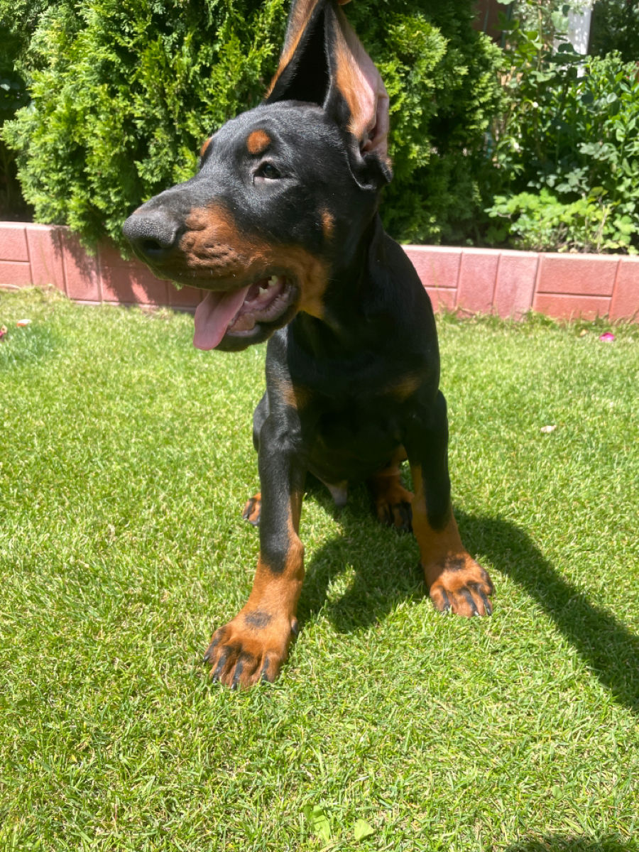 Doberman  foto 1
