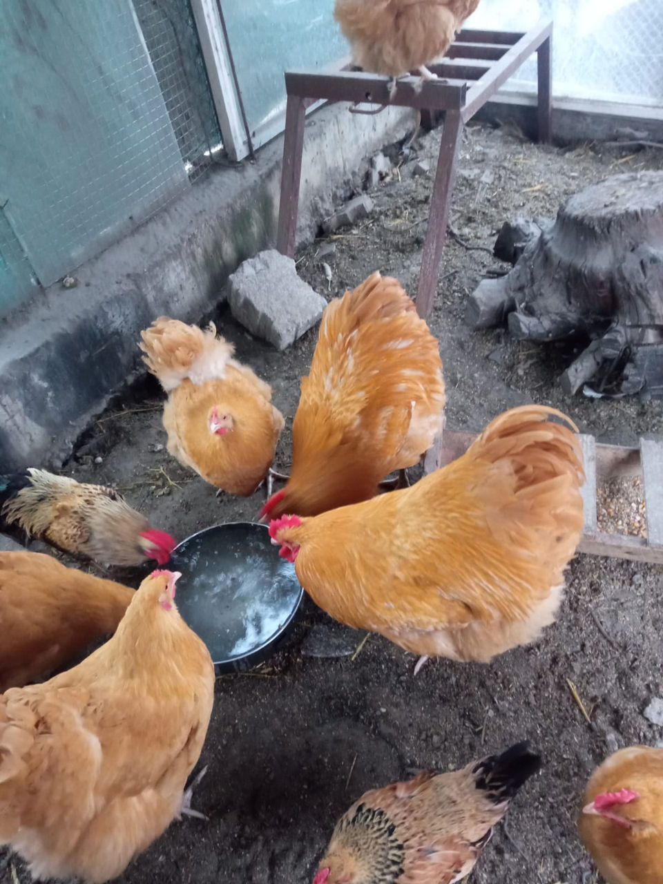 Vand cocosi si gaini de rasa Orpington foto 0