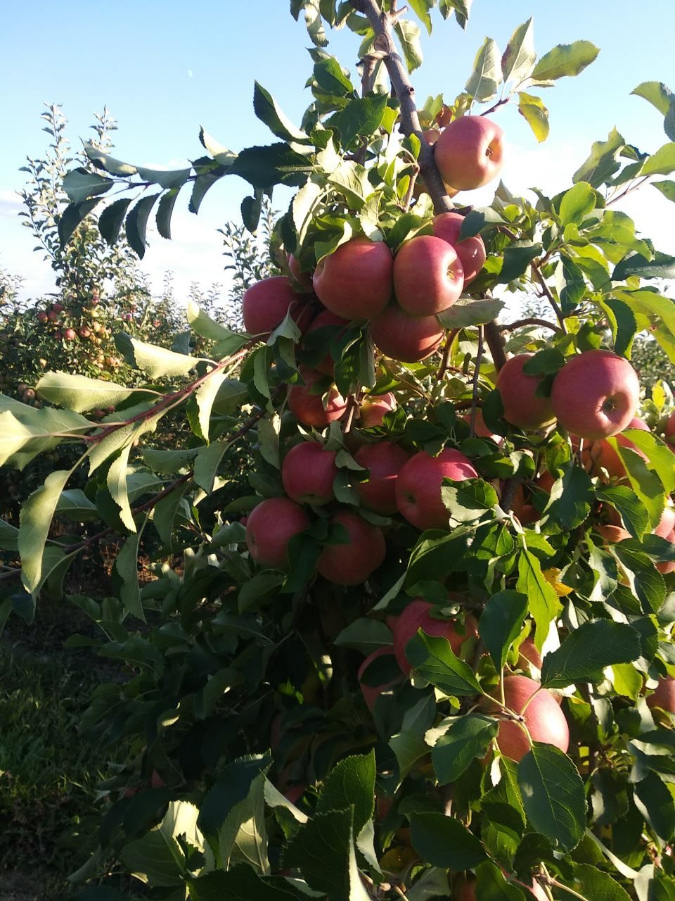 Яблоки Пинова