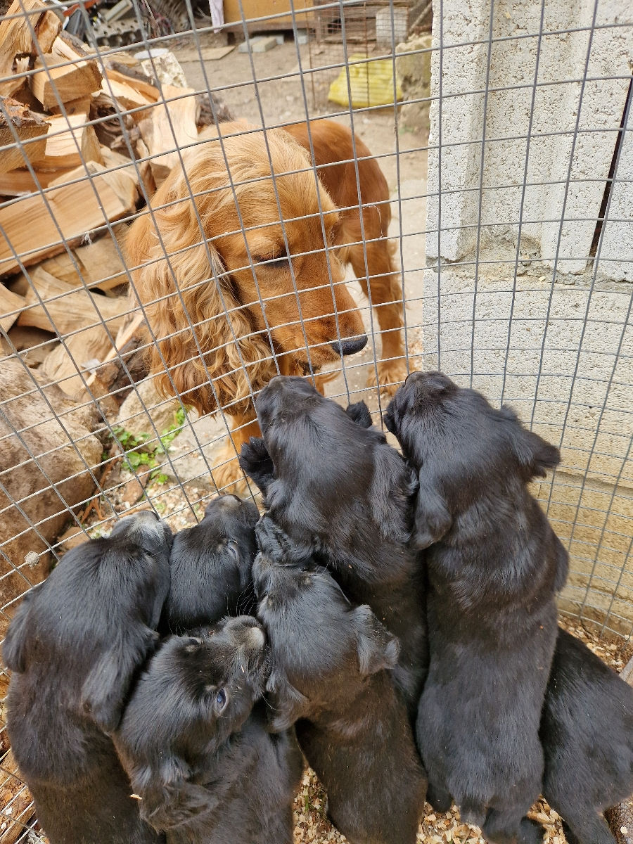 Cocker spaniel englez foto 1