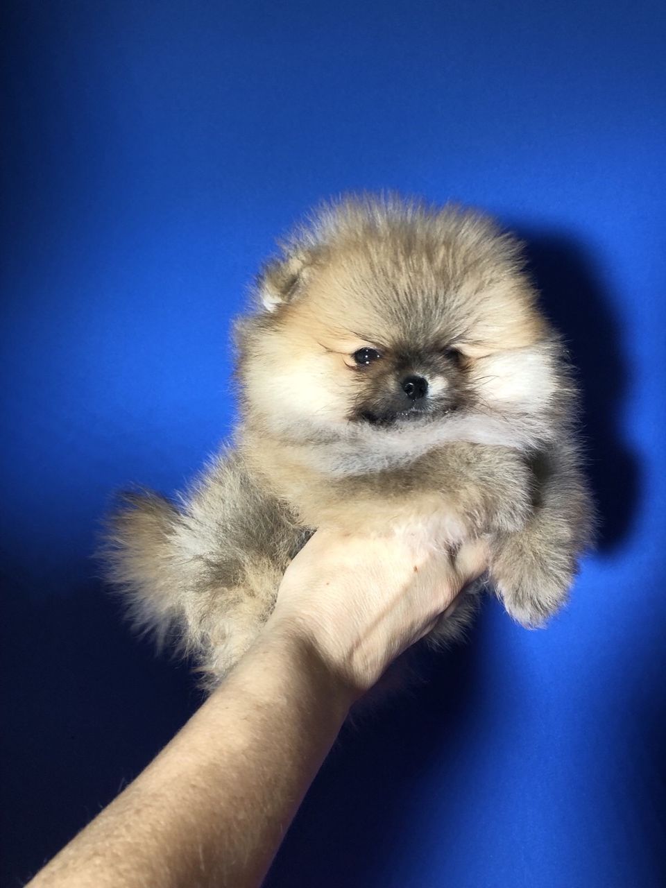 Mini spitz pomeranian foto 0