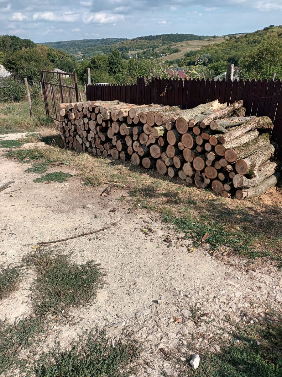 Вынд лемне тарь де пэдуре foto 0