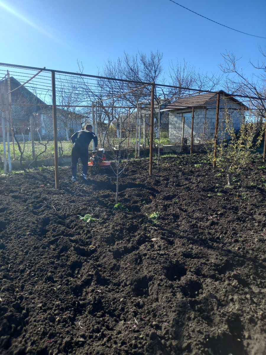 sapaturi manual/sau ku motobloku,curatenie in gradina,plantarea tuia,semanare gazon,curat la vila foto 1