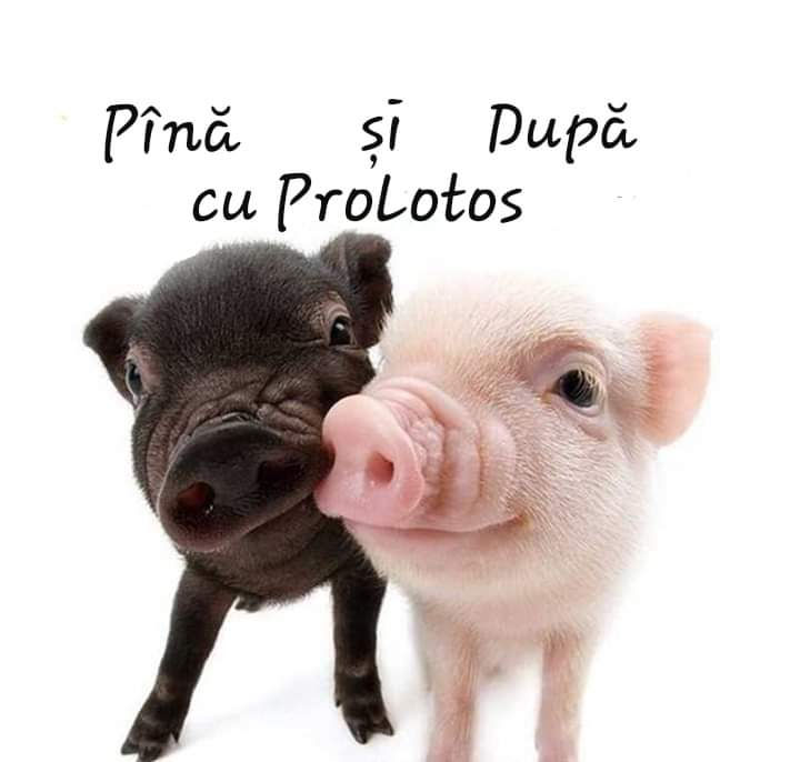 ProLotos companie de curatenie foto 5