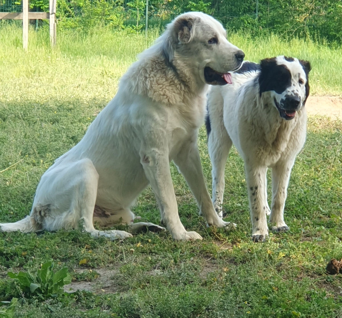 Щенки среднеазиатской овчарки САО (алабай) foto 5