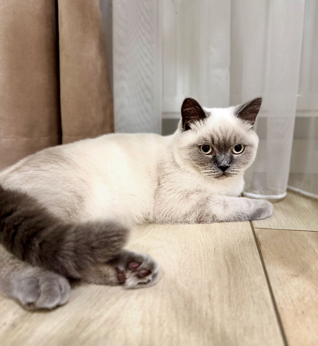 Motan de rasă pentru împerechere ( monta)– invităm pisici acasă la noi.  Кот для вязки ! фото 8