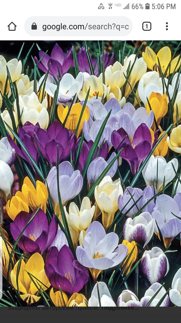 zambile, crocus, lalele, narcis, iris, branduse, fritillaria, muscari foto 5