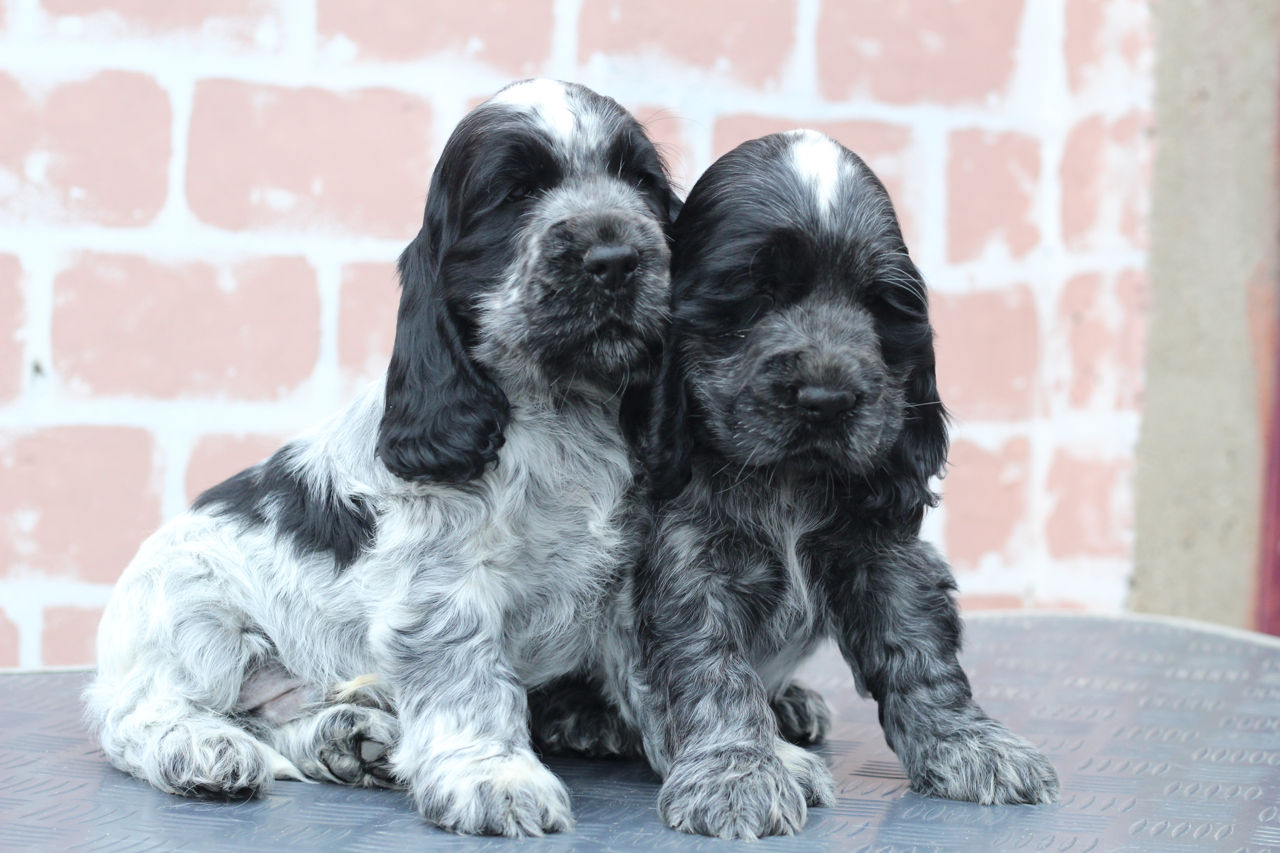 Английский кокер спаниель- cocker spaniel