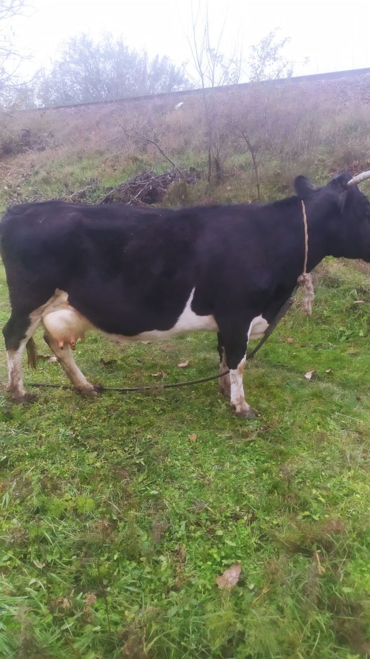 Cumpar Cirlani oi berbeci si capre La cel mai bun pret ! Toata Moldova ! . La cîntar ! foto 8