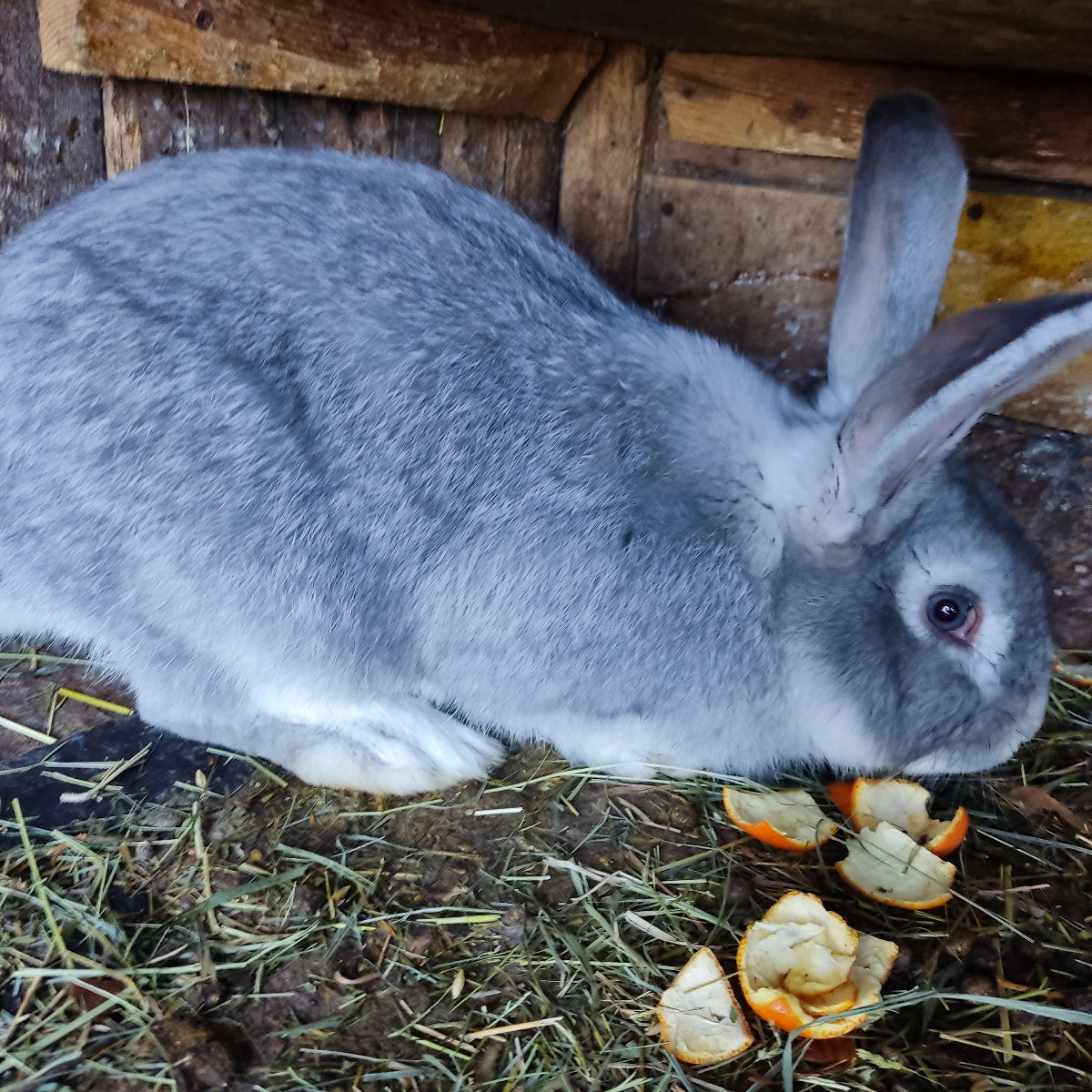 Животноводство foto 1