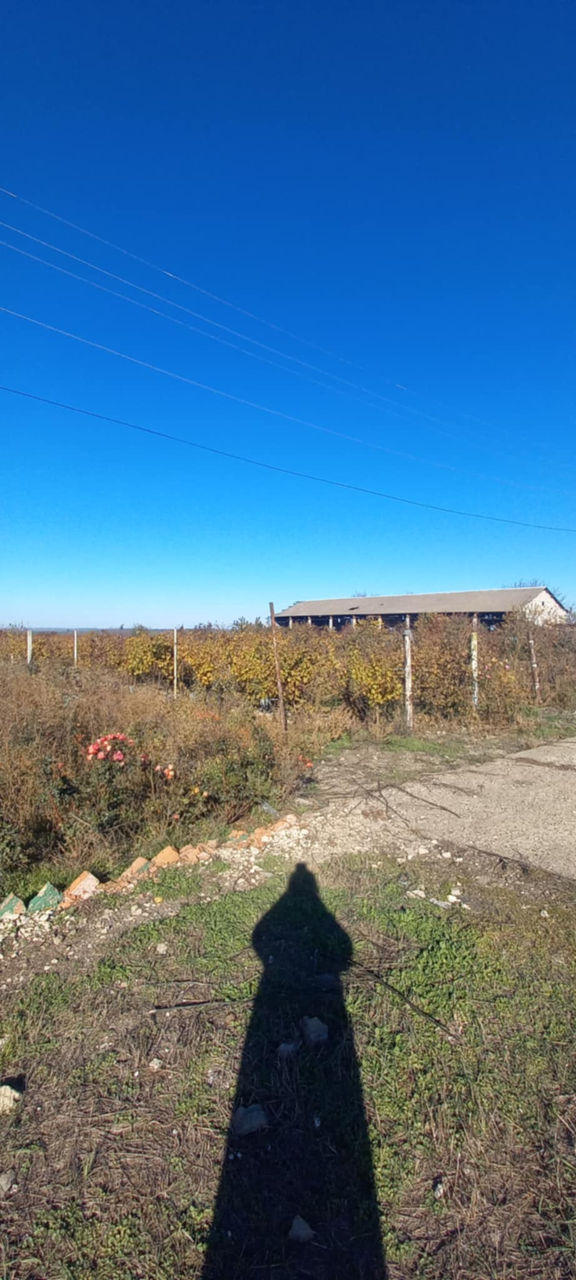 Se vinde spațiu industrial în or. Sângerei, Dobrogea Veche, Moldova фото 0