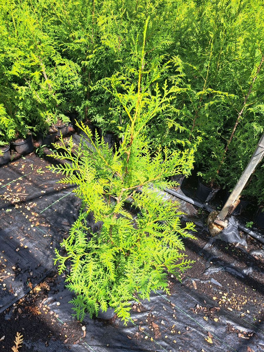 Thuja Brabant foto 2
