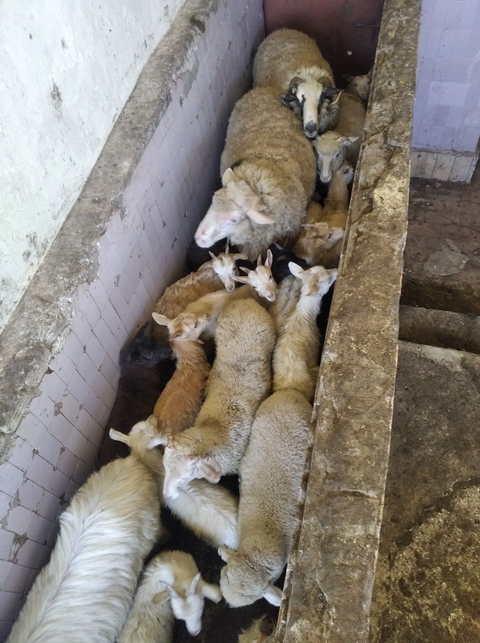 Куплю овец ягнят