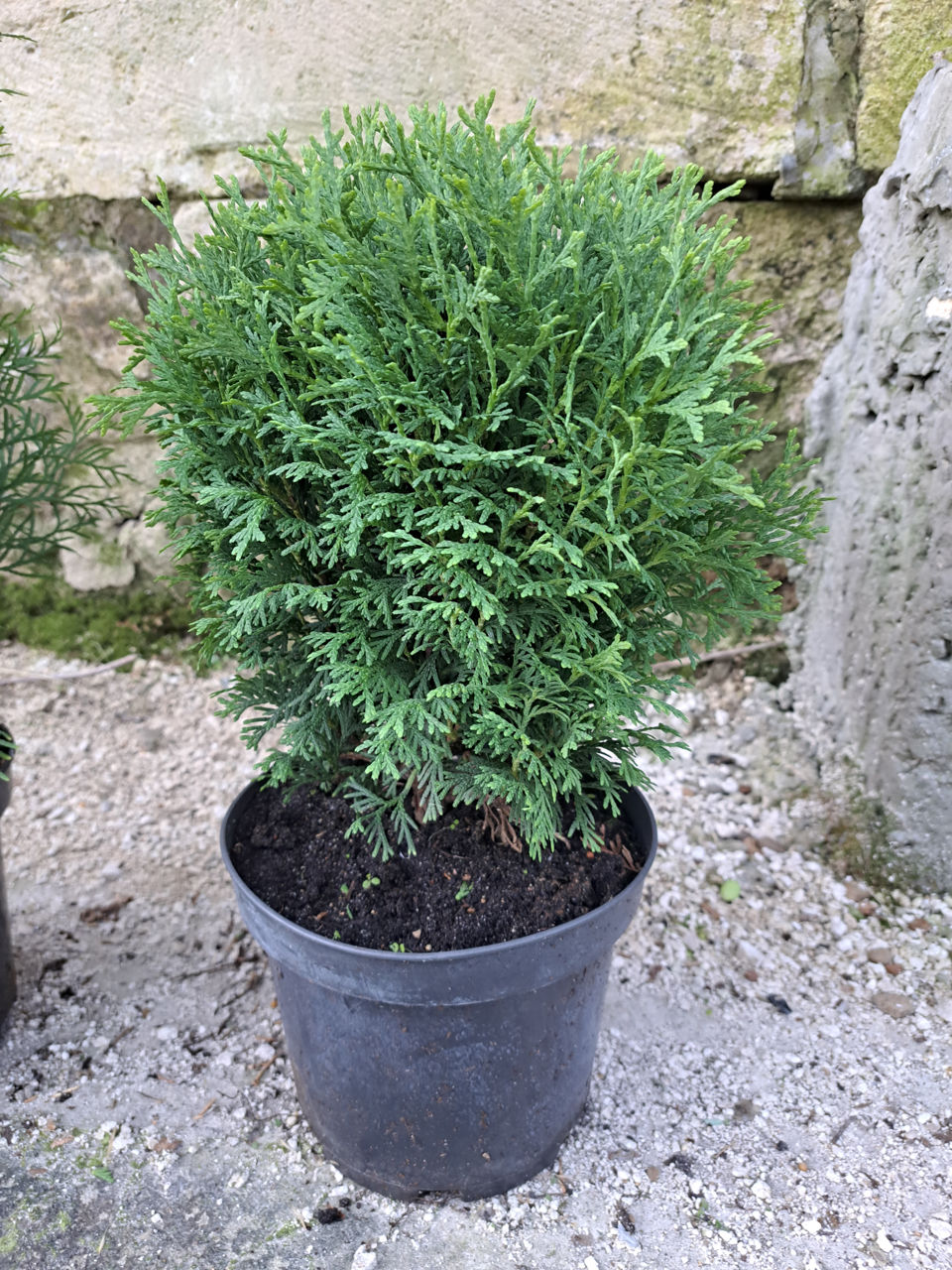 Thuja occidentalis foto 5