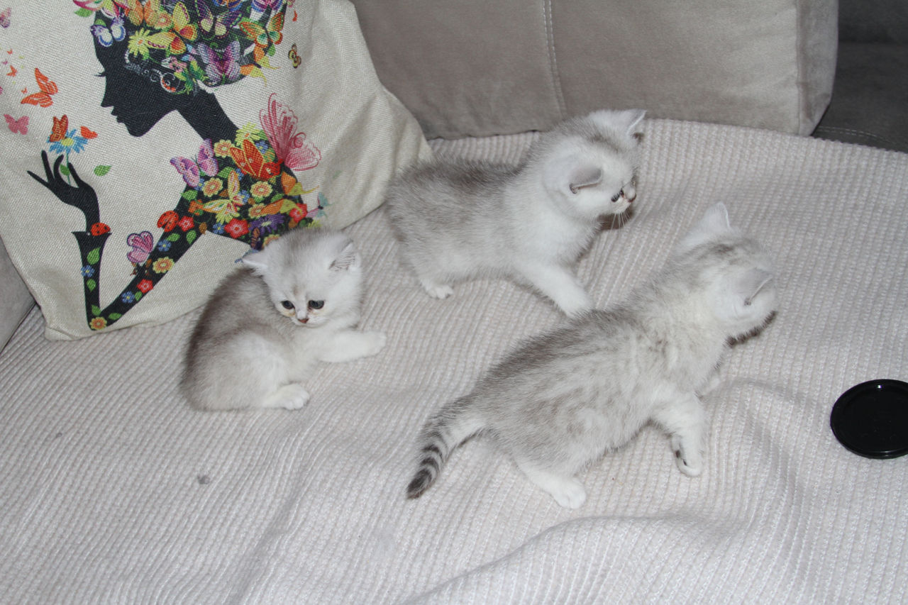 Pisica / Pisoi British Shorthair Chinchilla de Vânzare  foto 3
